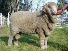 merinos koyunu_10.jpg merinos koyunu_10.jpg