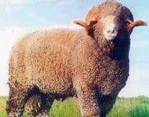 merinos koyunu_3.jpg merinos koyunu_3.jpg