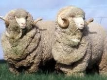 merinos koyunu_4.jpg merinos koyunu_4.jpg
