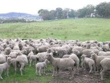 merinos koyunu_5.jpg merinos koyunu_5.jpg