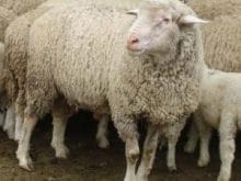 merinos koyunu_6.jpg merinos koyunu_6.jpg