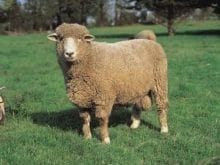 merinos koyunu_7.jpg merinos koyunu_7.jpg