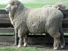 merinos koyunu_9.jpg merinos koyunu_9.jpg