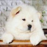 Chow Chow