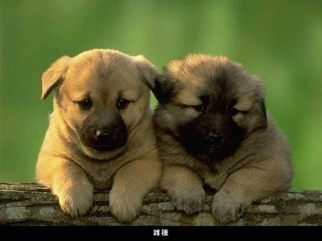 Köpek resimleri Köpek resimleri