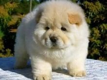 Chow Chow