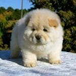 Chow Chow