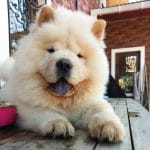 Chow Chow