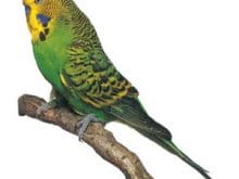 muhabbet kusu 0ae3c084 mifr muhabbet kusu 0ae3c084 mifr