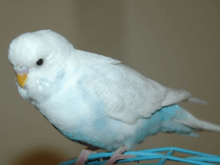 muhabbet kusu muhabbet kusu