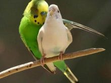 muhabbet kusu fiyatlari muhabbet kusu fiyatlari