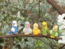 muhabbet kusu resimleri muhabbet kusu resimleri