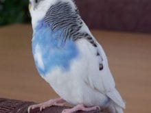 Muhabbet kuşları Muhabbet kuşları