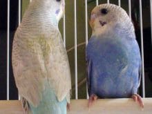 Muhabbet Kuşu Muhabbet Kuşu