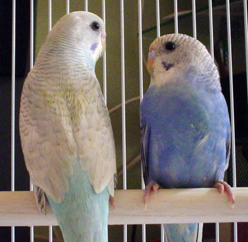 Muhabbet Kuşu Muhabbet Kuşu