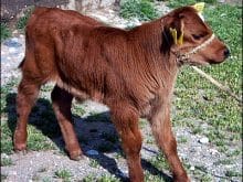 oasis buzagi 01052006 1(1) oasis buzagi 01052006 1(1)