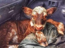 simental inek simental inek