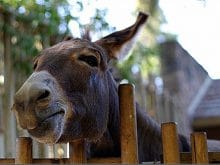 Online essek resimleri Online essek resimleri