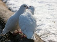 Öpüşen güvercin resimleri Öpüşen güvercin resimleri