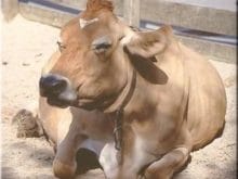 Oturan inek resmi Oturan inek resmi