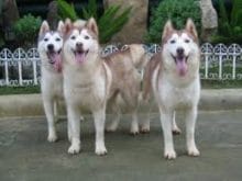 our_breedings.jpg our_breedings.jpg