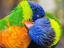 Papağanların öpüşmesi Papağanların öpüşmesi