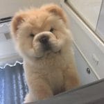 Chow Chow
