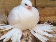 paçalı güvercin resimleri