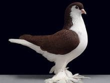 paçalı güvercin resimleri_3.jpg paçalı güvercin resimleri_3.jpg