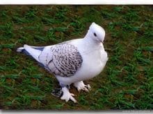 paçalı güvercin resimleri_6.jpg paçalı güvercin resimleri_6.jpg