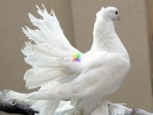 paçalı güvercin resimleri_7.jpg paçalı güvercin resimleri_7.jpg