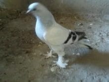 paçalı güvercin resimleri_8.jpg paçalı güvercin resimleri_8.jpg