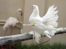 paçalı güvercin resimleri_9.jpg paçalı güvercin resimleri_9.jpg