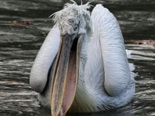 Pelikan – Pelecanus Pelikan – Pelecanus