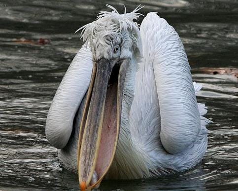 Pelikan – Pelecanus Pelikan – Pelecanus