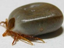 petcare_Kene petcare_Kene