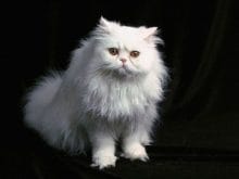 İran kedisi İran kedisi