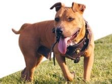 pitbul17b4381c17ac3d1bby pitbul17b4381c17ac3d1bby