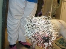 pitbull resimleri pitbull resimleri