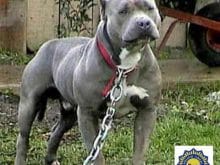 pitbull resimleri pitbull resimleri