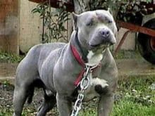 Online Pitbul resimleri Online Pitbul resimleri