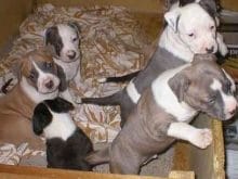 pitbull resimleri pitbull resimleri