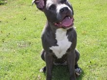 pitbull resimleri pitbull resimleri