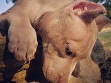 pitbull resimleri pitbull resimleri