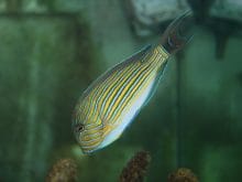 Powder brown tang Powder brown tang