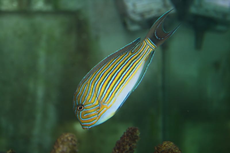 Powder brown tang Powder brown tang