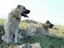 Pusuda iki Kangal resmi Pusuda iki Kangal resmi