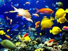 Renkli Balık resimleri Renkli Balık resimleri