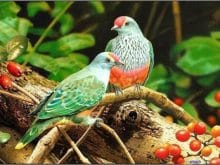 Renkli Güvercinler Renkli Güvercinler