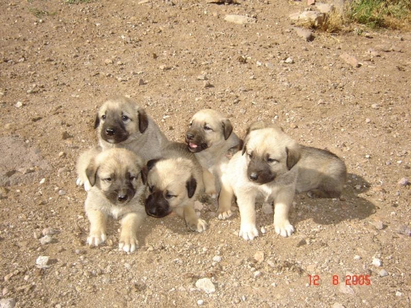 Yavru sivas kangalı Yavru sivas kangalı